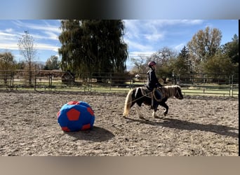 Sonstige Rassen, Wallach, 6 Jahre, 102 cm, Schecke