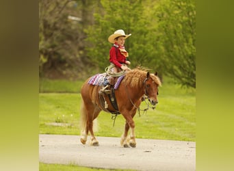 Sonstige Rassen, Wallach, 6 Jahre, 117 cm, Rotfuchs