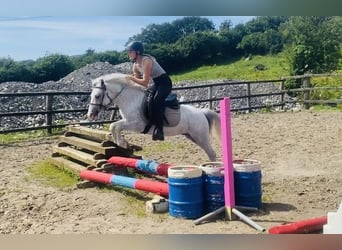 Sonstige Rassen, Wallach, 6 Jahre, 123 cm, Fliegenschimmel
