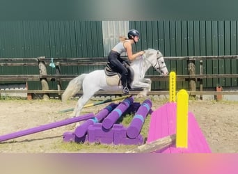 Sonstige Rassen, Wallach, 6 Jahre, 123 cm, Fliegenschimmel