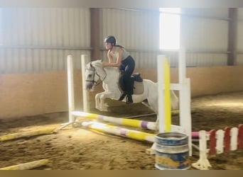 Sonstige Rassen, Wallach, 6 Jahre, 123 cm, Fliegenschimmel