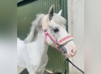 Sonstige Rassen, Wallach, 6 Jahre, 123 cm, Fliegenschimmel
