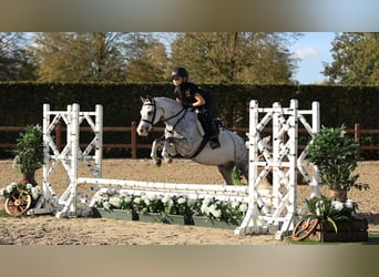Sonstige Rassen, Wallach, 6 Jahre, 126 cm