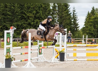 Sonstige Rassen Mix, Wallach, 6 Jahre, 137 cm, Grullo
