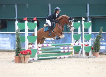 Sonstige Rassen, Wallach, 6 Jahre, 145 cm, Fuchs