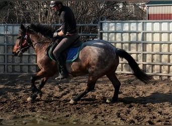 Sonstige Rassen, Wallach, 6 Jahre, 148 cm, Roan-Red