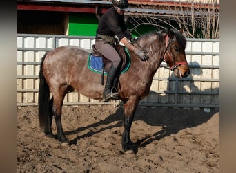 Sonstige Rassen, Wallach, 6 Jahre, 148 cm, Roan-Red