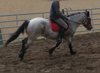 Sonstige Rassen, Wallach, 6 Jahre, 148 cm, Rotschimmel