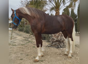 Sonstige Rassen Mix, Wallach, 6 Jahre, 149 cm, Overo-alle-Farben