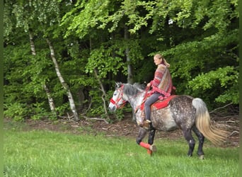 Sonstige Rassen, Wallach, 6 Jahre, 150 cm, Apfelschimmel