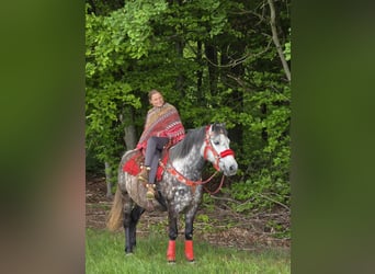 Sonstige Rassen, Wallach, 6 Jahre, 150 cm, Apfelschimmel
