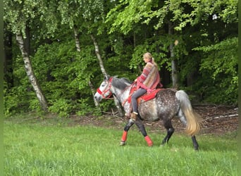 Sonstige Rassen, Wallach, 6 Jahre, 150 cm, Apfelschimmel
