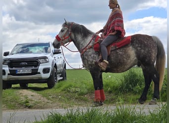Sonstige Rassen, Wallach, 6 Jahre, 150 cm, Apfelschimmel