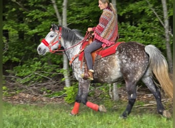 Sonstige Rassen, Wallach, 6 Jahre, 150 cm, Apfelschimmel