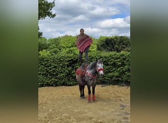 Sonstige Rassen, Wallach, 6 Jahre, 150 cm, Apfelschimmel