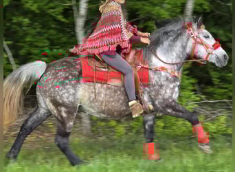 Sonstige Rassen, Wallach, 6 Jahre, 150 cm, Apfelschimmel