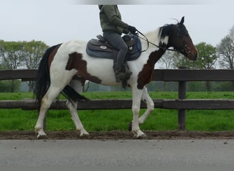 Sonstige Rassen, Wallach, 6 Jahre, 152 cm, Schecke
