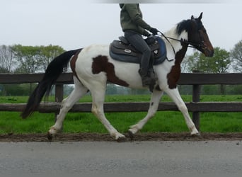 Sonstige Rassen, Wallach, 6 Jahre, 152 cm, Schecke
