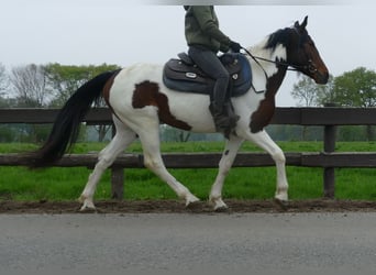 Sonstige Rassen, Wallach, 6 Jahre, 152 cm, Schecke
