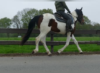 Sonstige Rassen, Wallach, 6 Jahre, 152 cm, Schecke