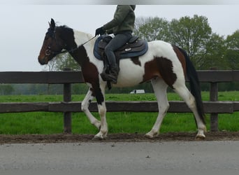 Sonstige Rassen, Wallach, 6 Jahre, 152 cm, Schecke