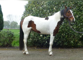 Sonstige Rassen, Wallach, 6 Jahre, 152 cm, Schecke
