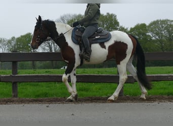 Sonstige Rassen, Wallach, 6 Jahre, 152 cm, Schecke