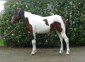 Sonstige Rassen, Wallach, 6 Jahre, 152 cm, Schecke