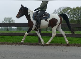 Sonstige Rassen, Wallach, 6 Jahre, 152 cm, Schecke
