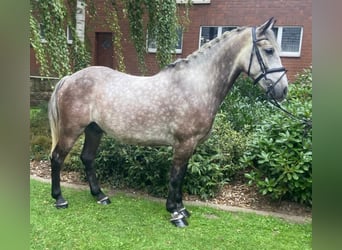 Sonstige Rassen, Wallach, 6 Jahre, 155 cm, Apfelschimmel