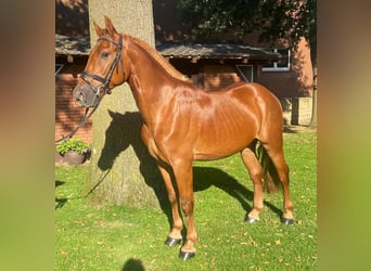 Sonstige Rassen, Wallach, 6 Jahre, 155 cm, Fuchs