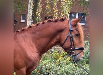 Sonstige Rassen, Wallach, 6 Jahre, 155 cm, Fuchs