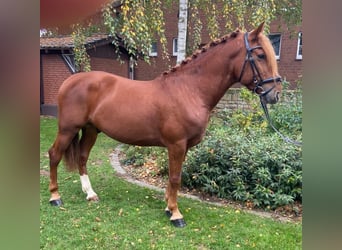 Sonstige Rassen, Wallach, 6 Jahre, 155 cm, Fuchs