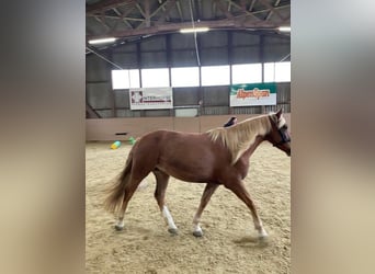 Sonstige Rassen Mix, Wallach, 6 Jahre, 155 cm, Fuchs