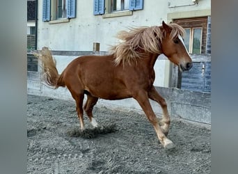 Sonstige Rassen Mix, Wallach, 6 Jahre, 155 cm, Fuchs