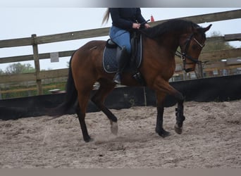 Sonstige Rassen, Wallach, 6 Jahre, 158 cm, Brauner