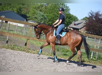 Sonstige Rassen, Wallach, 6 Jahre, 158 cm, Brauner