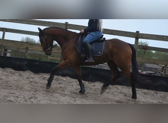 Sonstige Rassen, Wallach, 6 Jahre, 158 cm, Brauner