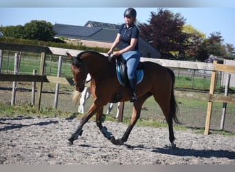 Sonstige Rassen, Wallach, 6 Jahre, 158 cm, Brauner