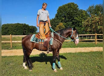 Sonstige Rassen, Wallach, 6 Jahre, 158 cm, Brauner