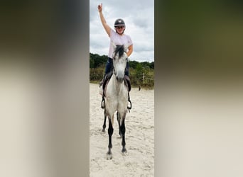 Sonstige Rassen, Wallach, 6 Jahre, 158 cm, Schimmel