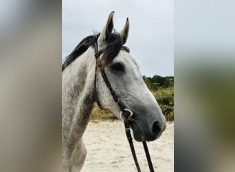 Sonstige Rassen, Wallach, 6 Jahre, 158 cm, Schimmel