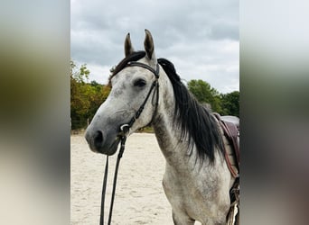 Sonstige Rassen, Wallach, 6 Jahre, 158 cm, Schimmel