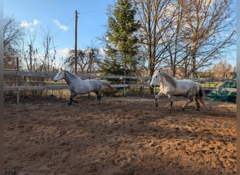 Sonstige Rassen, Wallach, 6 Jahre, 160 cm, Apfelschimmel