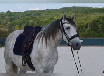 Sonstige Rassen, Wallach, 6 Jahre, 160 cm, Schimmel