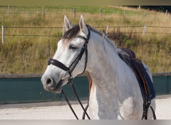 Sonstige Rassen, Wallach, 6 Jahre, 160 cm, Schimmel