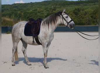 Sonstige Rassen, Wallach, 6 Jahre, 160 cm, Schimmel