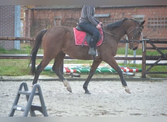 Sonstige Rassen, Wallach, 6 Jahre, 162 cm, Brauner