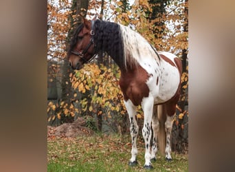 Sonstige Rassen Mix, Wallach, 6 Jahre, 162 cm