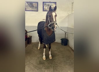 Sonstige Rassen Mix, Wallach, 6 Jahre, 163 cm, Dunkelfuchs